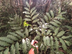 Cupaniopsis foveolata