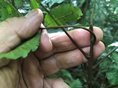 Cupaniopsis foveolata