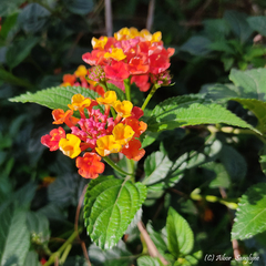 Lantana camara