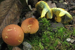 Boletus fraternus