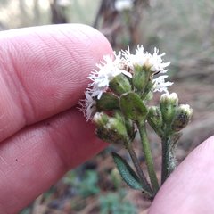 Oxylobus arbutifolius