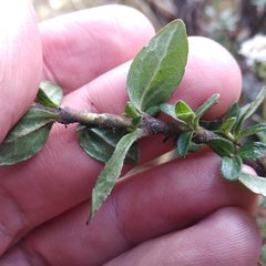 Oxylobus arbutifolius