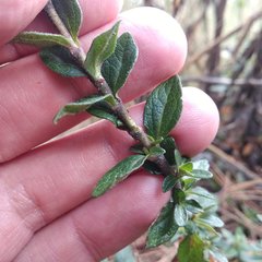 Oxylobus arbutifolius
