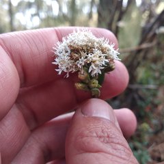 Oxylobus arbutifolius