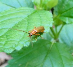 Rhagonycha translucida