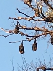 Pteropus poliocephalus