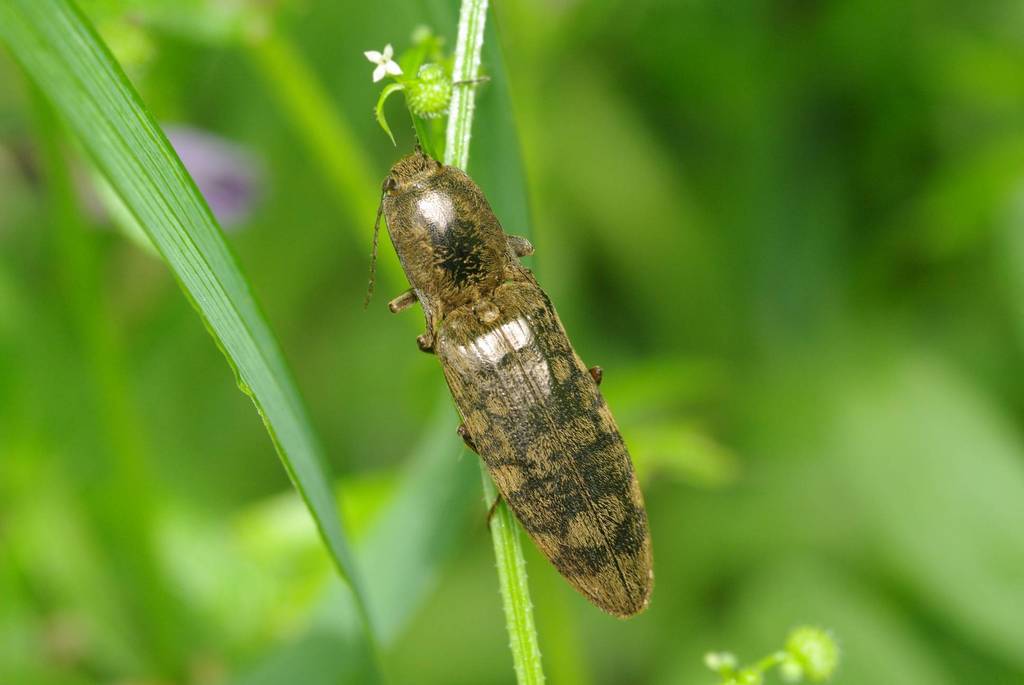 Actenicerus orientalis