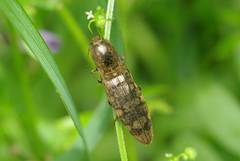 Actenicerus orientalis