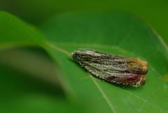 Phaecasiophora roseana