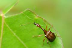 Paratrachelophorus longicornis