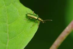 Arthromacra viridissima