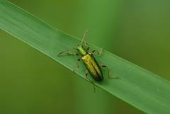 Arthromacra viridissima