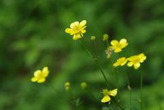 Ranunculus japonicus