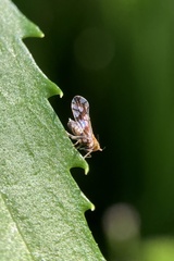 Liburniella