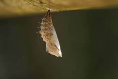 Nymphalis xanthomelas