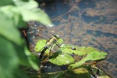 Anax nigrofasciatus