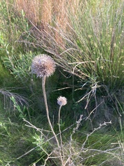 Echinops ritro