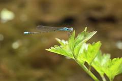 Aciagrion migratum