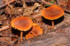 Gymnopilus ferruginosus