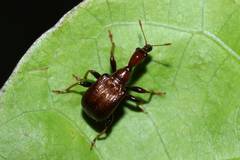 Paratrachelophorus longicornis
