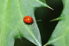Argopus