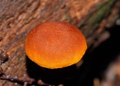 Gymnopilus ferruginosus