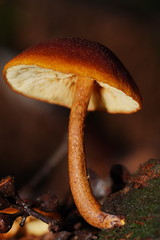 Gymnopilus ferruginosus