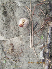 Pericoptus