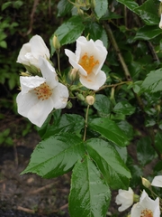 Rosa glomerata