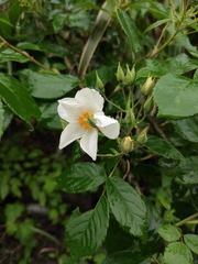 Rosa glomerata