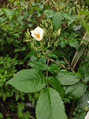 Rosa glomerata