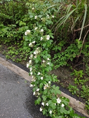 Rosa glomerata