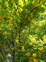 Caragana arborescens