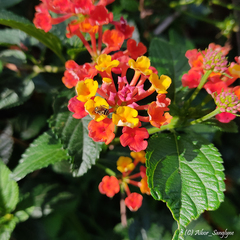 Lantana camara