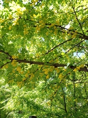 Caragana arborescens