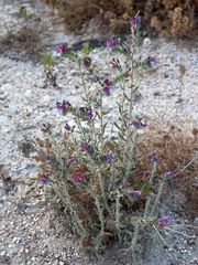 Echium judaeum