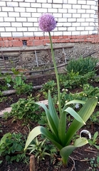 Allium aflatunense
