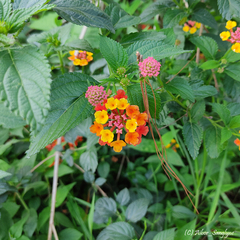 Lantana camara