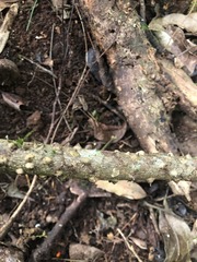 Zanthoxylum brachyacanthum