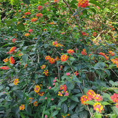 Lantana camara