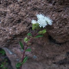 Oxylobus arbutifolius