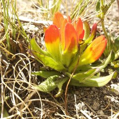 Castilleja tolucensis