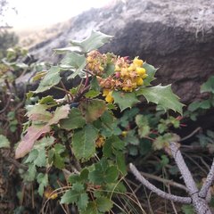 Berberis alpina