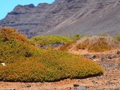 Traganum moquinii