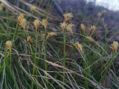 Carex longirostrata