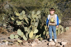 Opuntia engelmannii engelmannii