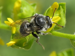 Ammobatoides scriptus