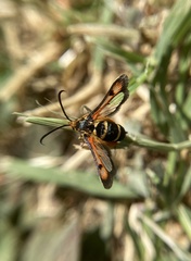 Pyropteron minianiforme