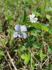 Viola accrescens