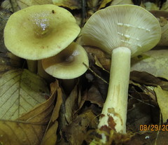 Lactarius cinereus